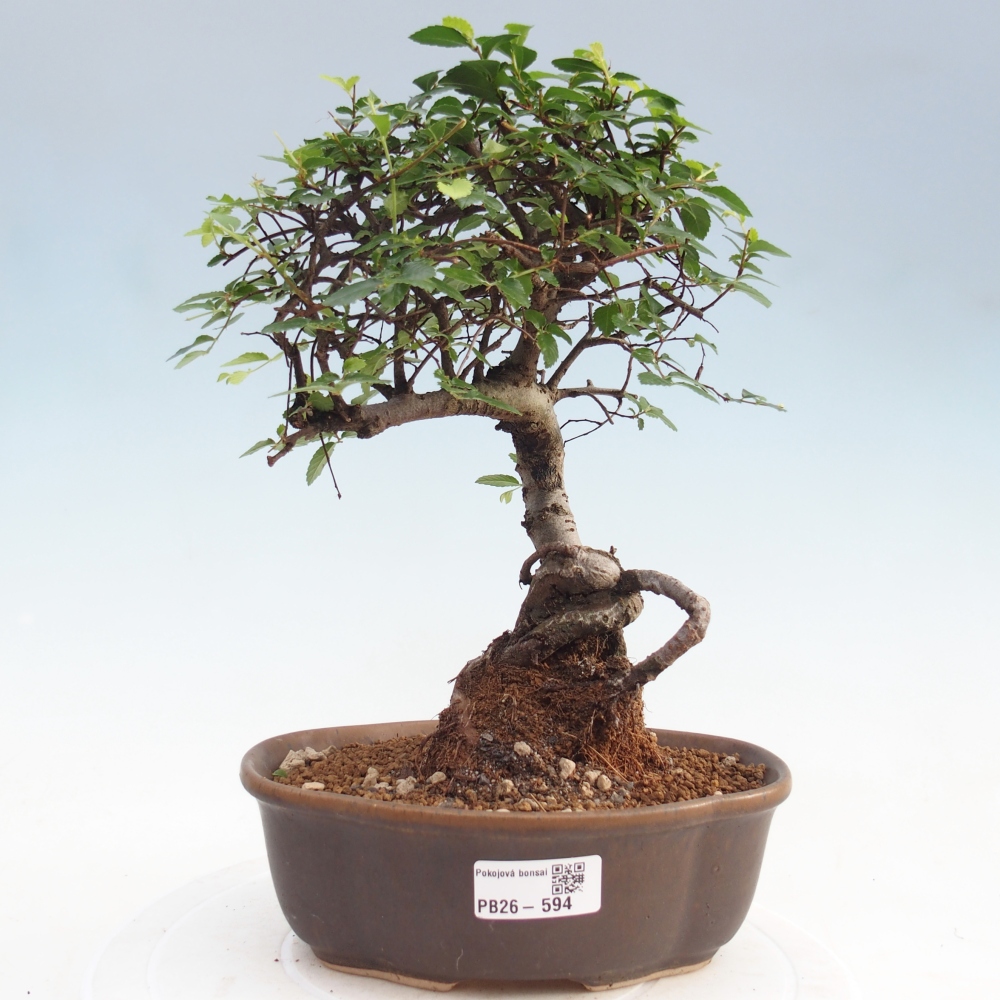 Zimmerbonsai - Ulmus parvifolia - Kleinblättrige Ulme