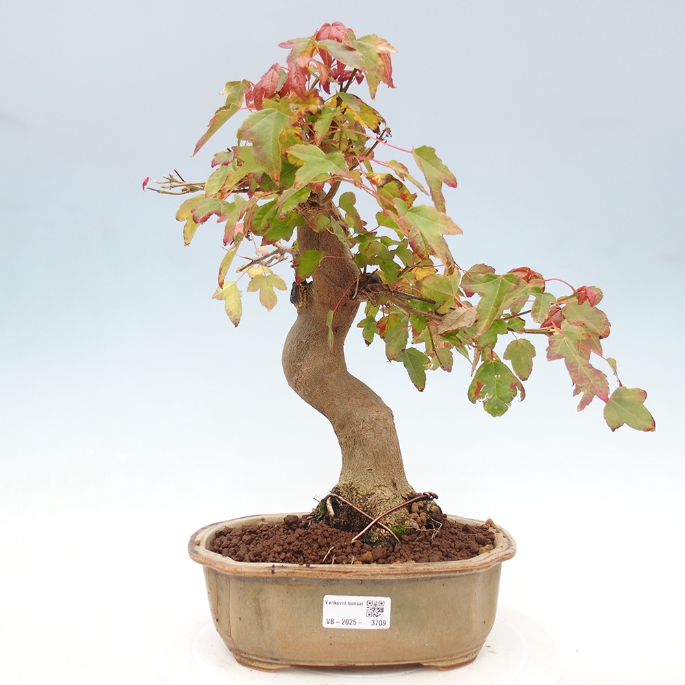 Bonsai für draußen - Acer Buergerianum - Bergahorn