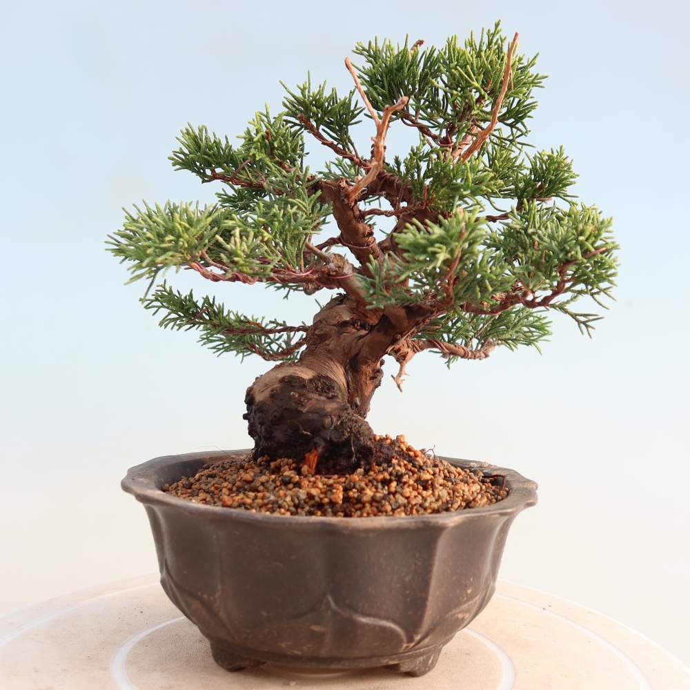Bonsai für draußen - Juniperus chinensis Itoigawa