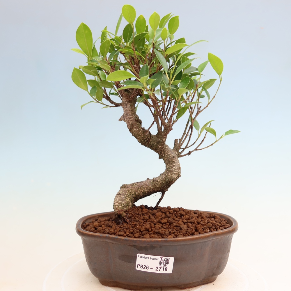 Zimmerbonsai - Ficus kimmen - Kleinblättriger Ficus