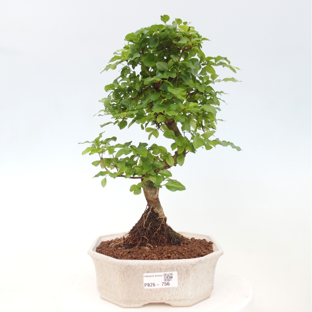 Zimmer Bonsai -Ligustrum chinensis - Vogelschnabel