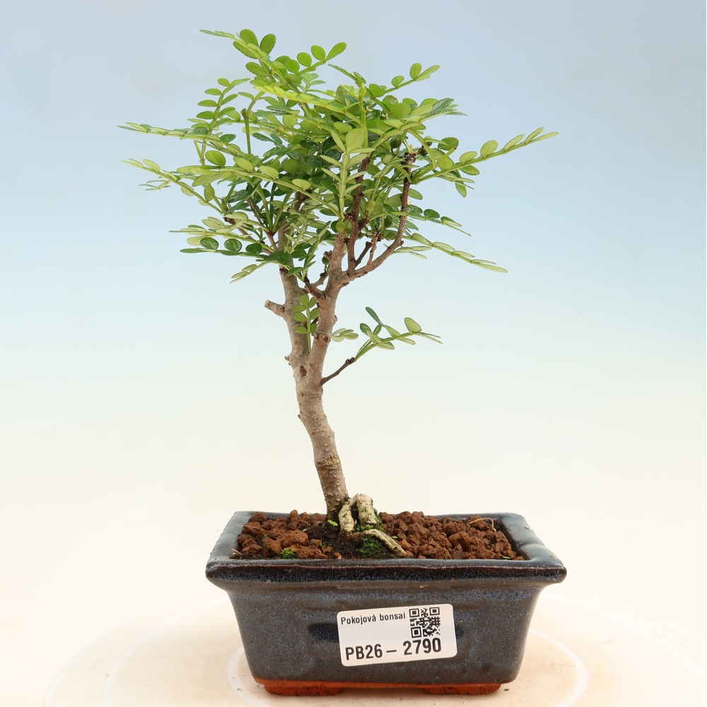 Zimmer Bonsai - Zantoxylum piperitum - Pfefferbaum