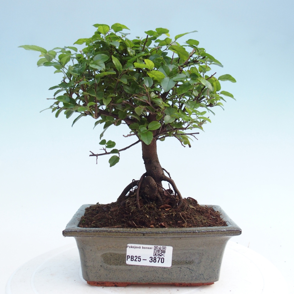 Zimmer Bonsai - Sageretia thea - Sageretia thea