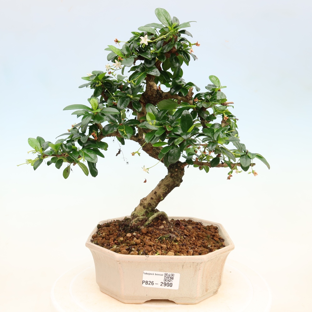 Zimmer-Bonsai - Carmona macrophylla - Tee-Fuki
