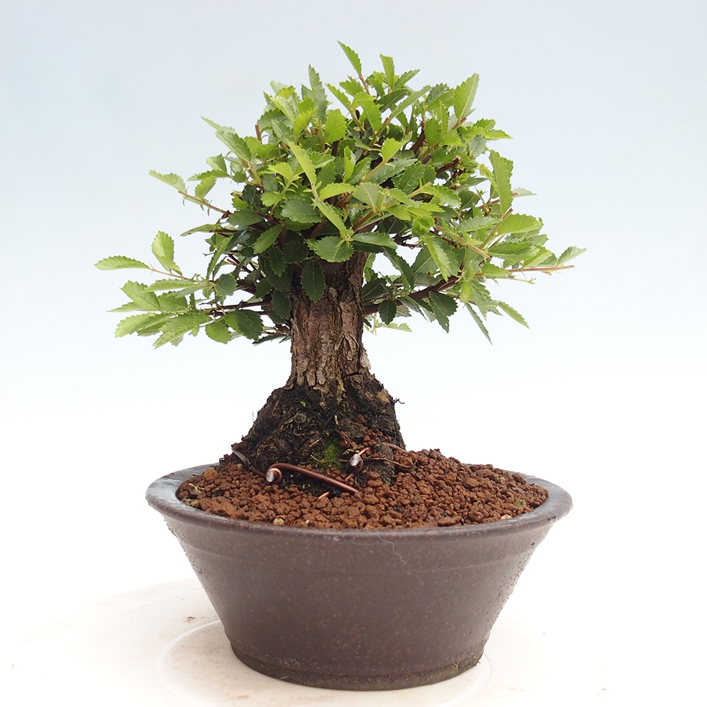 Bonsai für draußen - Zelkova - Zelkova NIRE
