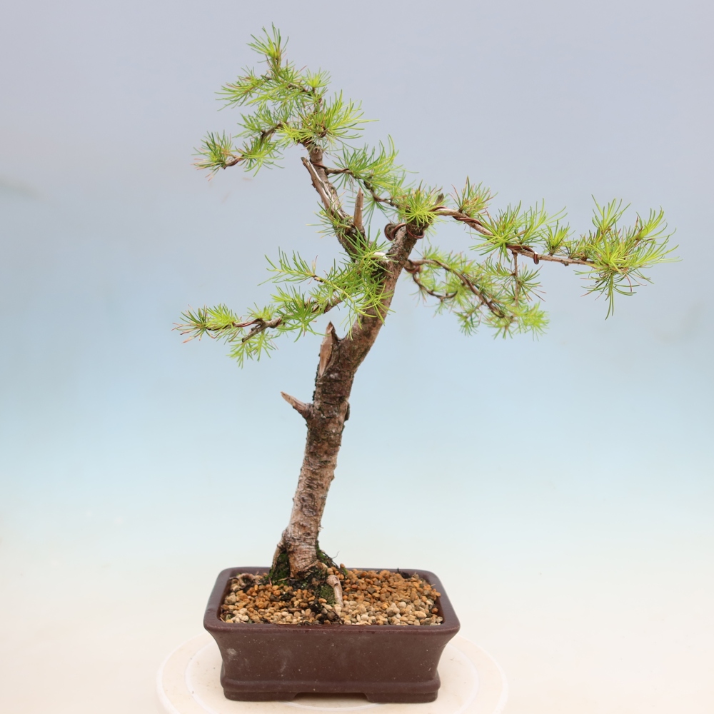 Bonsai für draußen -Larix decidua - Lärche
