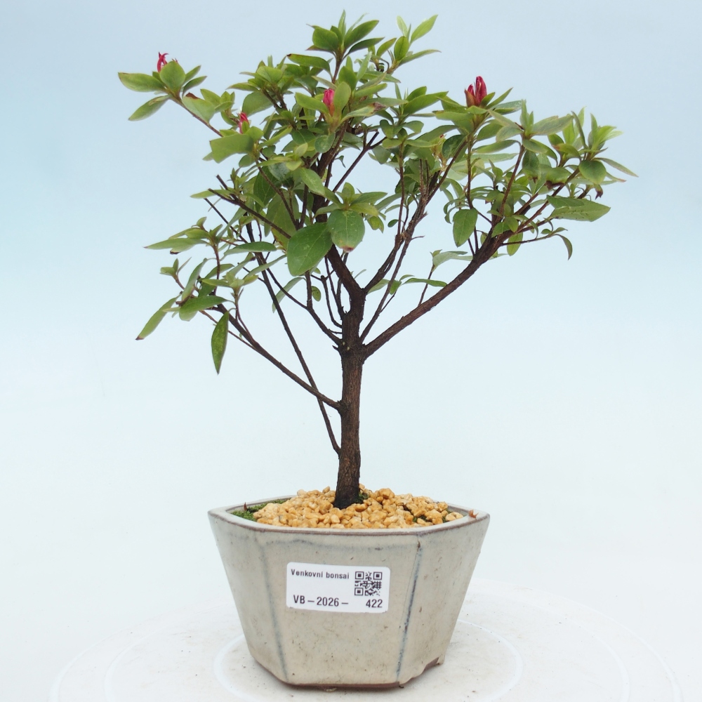 Bonsai für draußen - Japanische Azalee - Azalea sp.