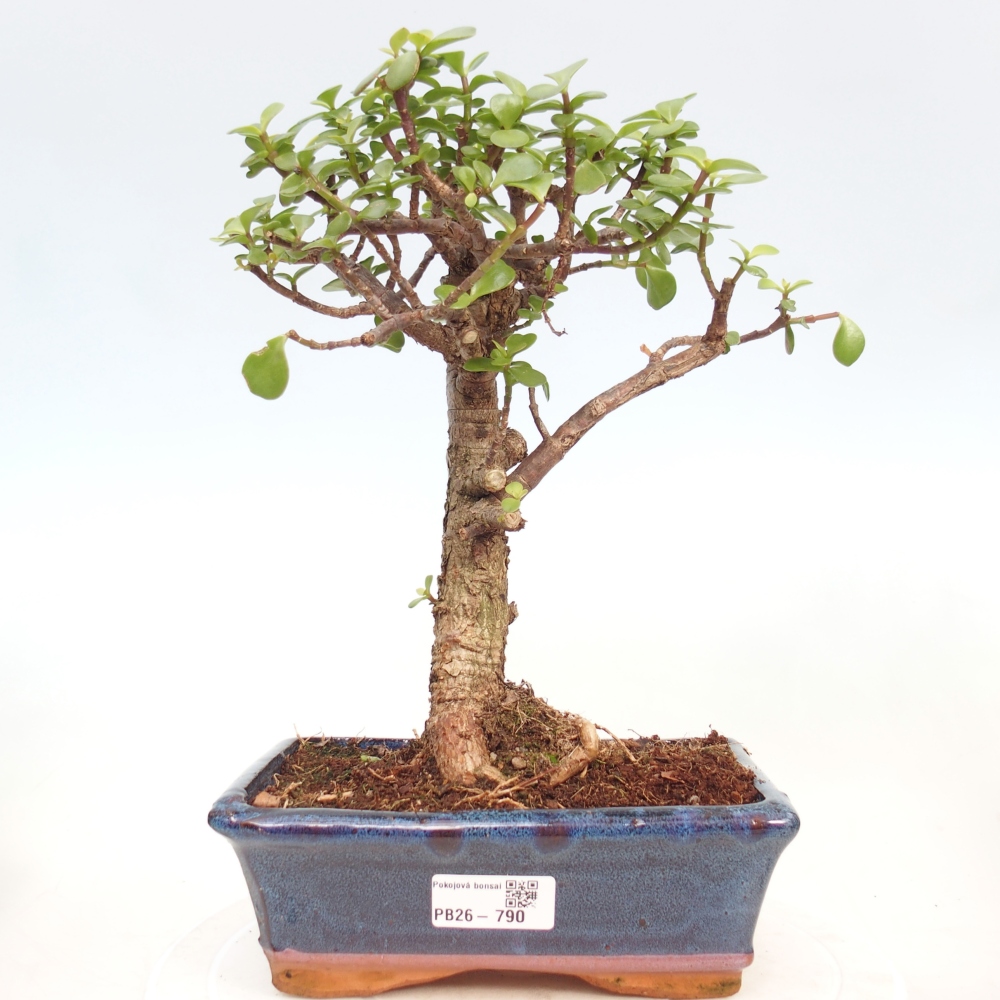 Zimmer Bonsai - Portulakaria Afra - Tlustice