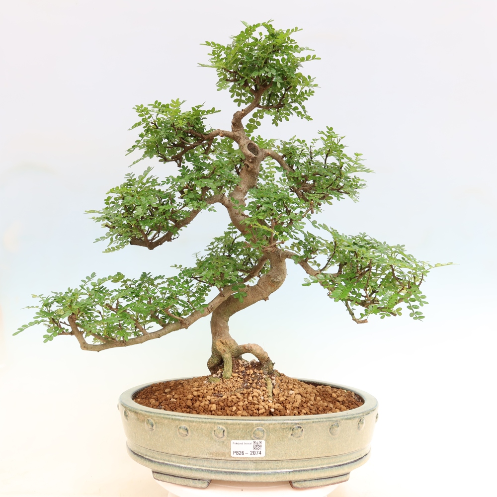 Zimmer Bonsai - Zantoxylum piperitum - Pfefferbaum