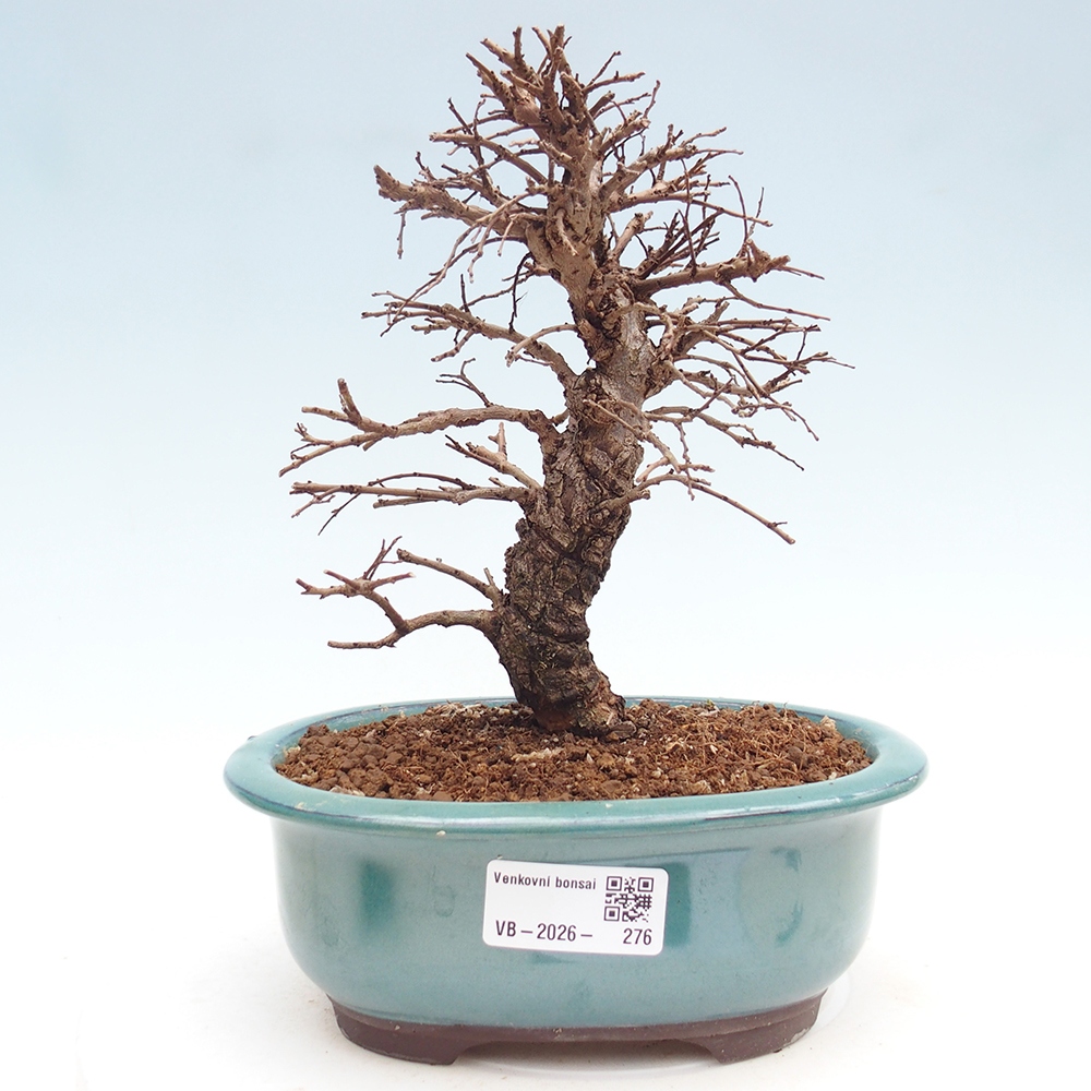 Bonsai für draußen - Zelkova - Zelkova NIRE