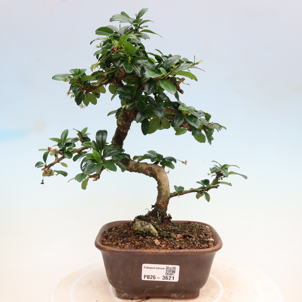 Zimmer-Bonsai - Carmona macrophylla - Tee-Fuki
