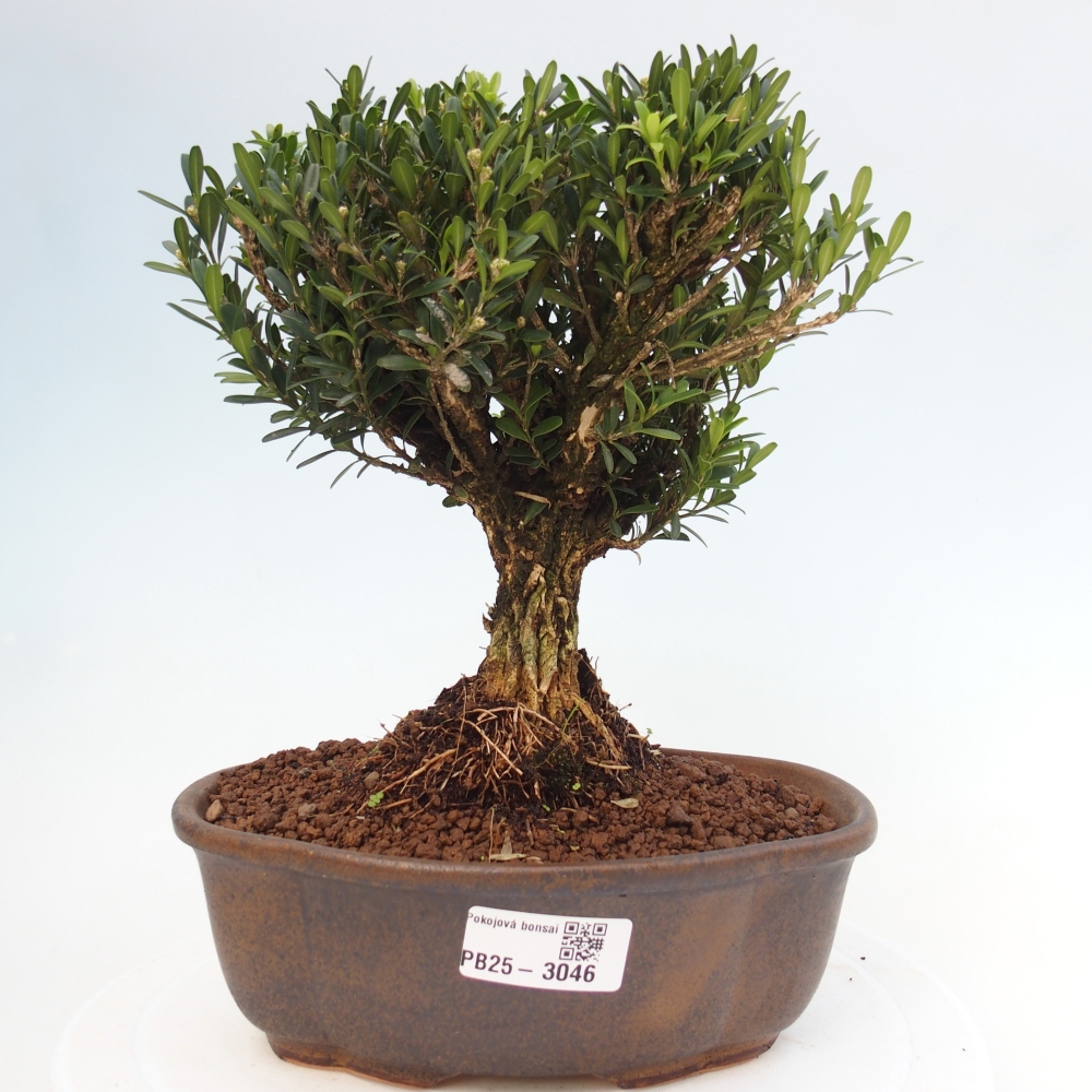Zimmer Bonsai - Buxus harlandii - Korkbuxus