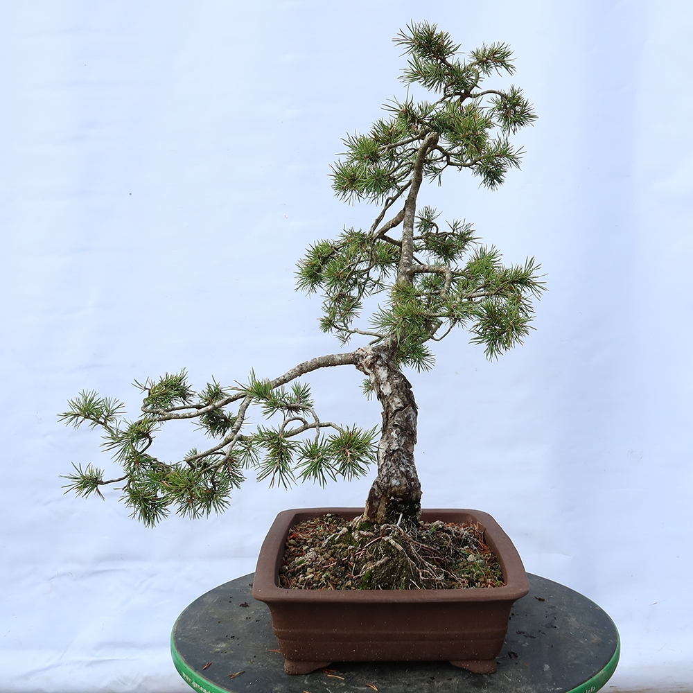 Pinus sylvestris Spanien – Waldkiefer