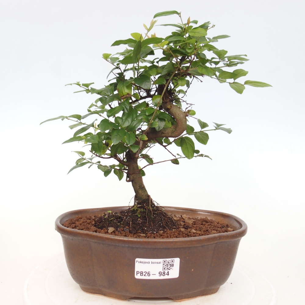 Zimmer Bonsai - Sageretia thea - Sageretia thea