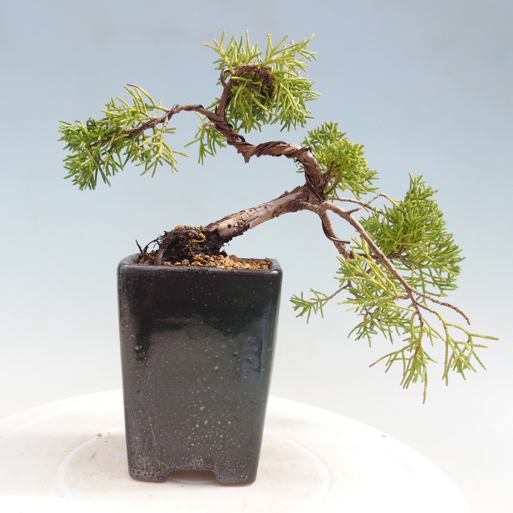 Bonsai für draußen - Juniperus chinensis Kishu