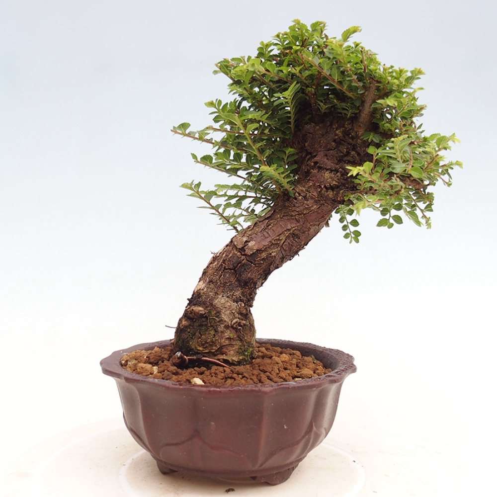 Bonsai für draußen - Ulmus parvifolia Hokkaido - Chinesische Ulme