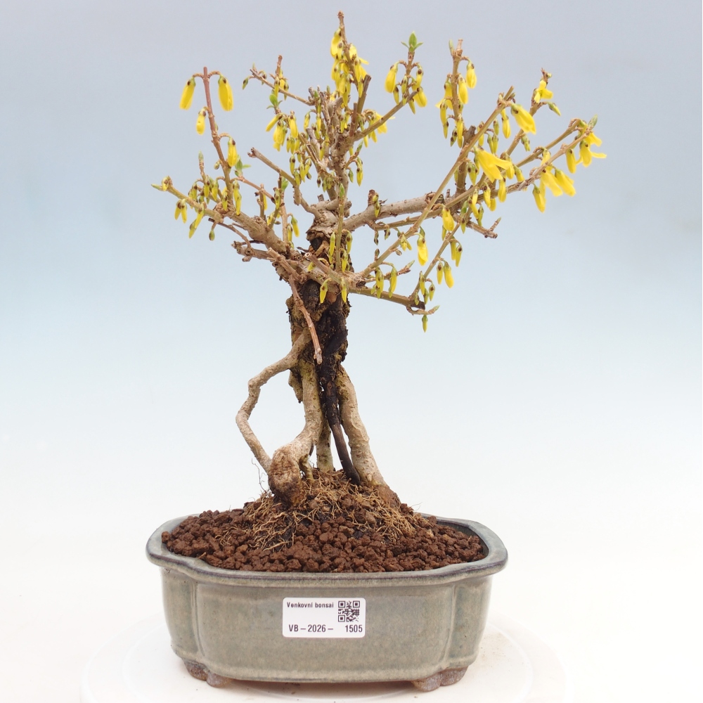 Bonsai für draußen - Zlatice - Forsythia koreana