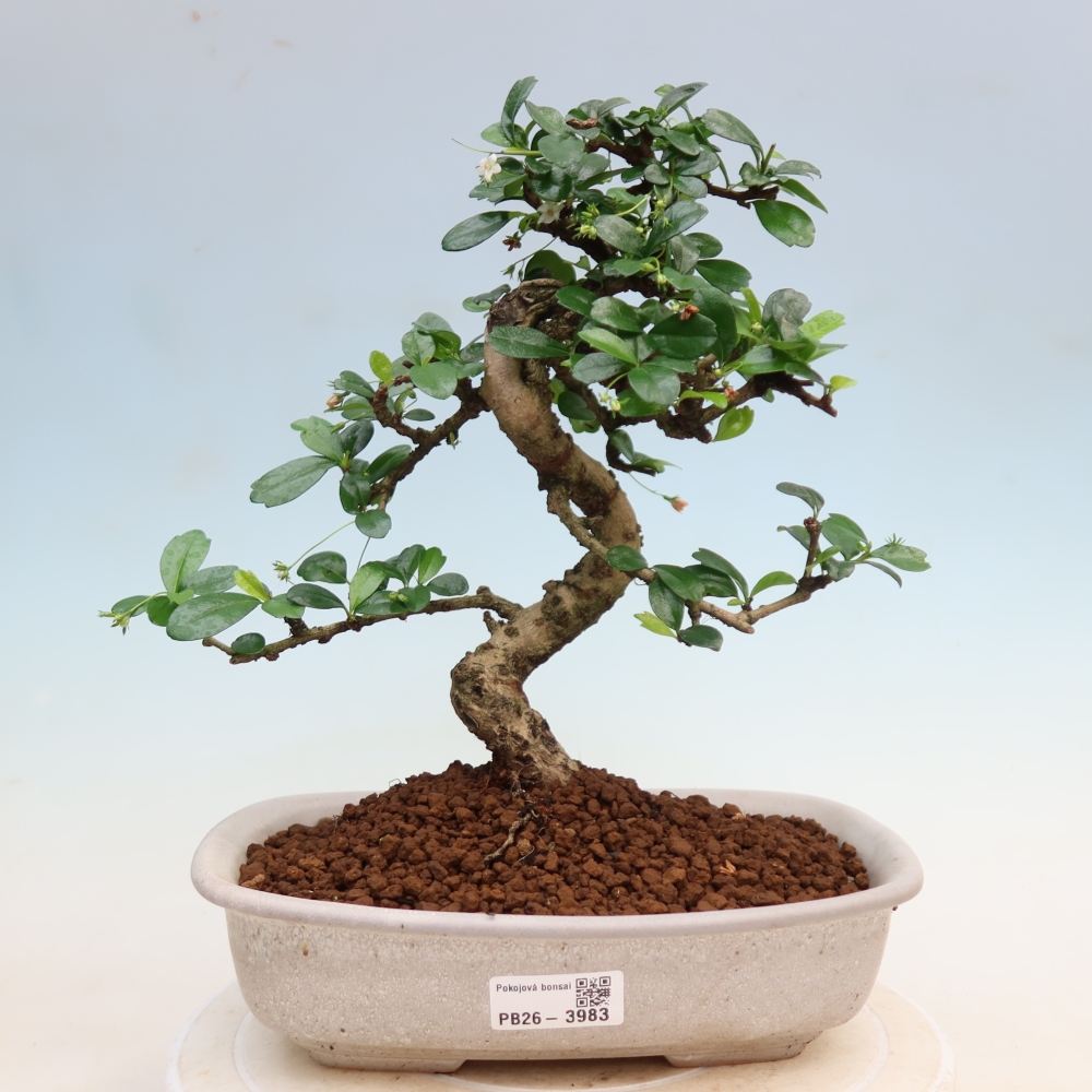 Zimmer-Bonsai - Carmona macrophylla - Tee-Fuki