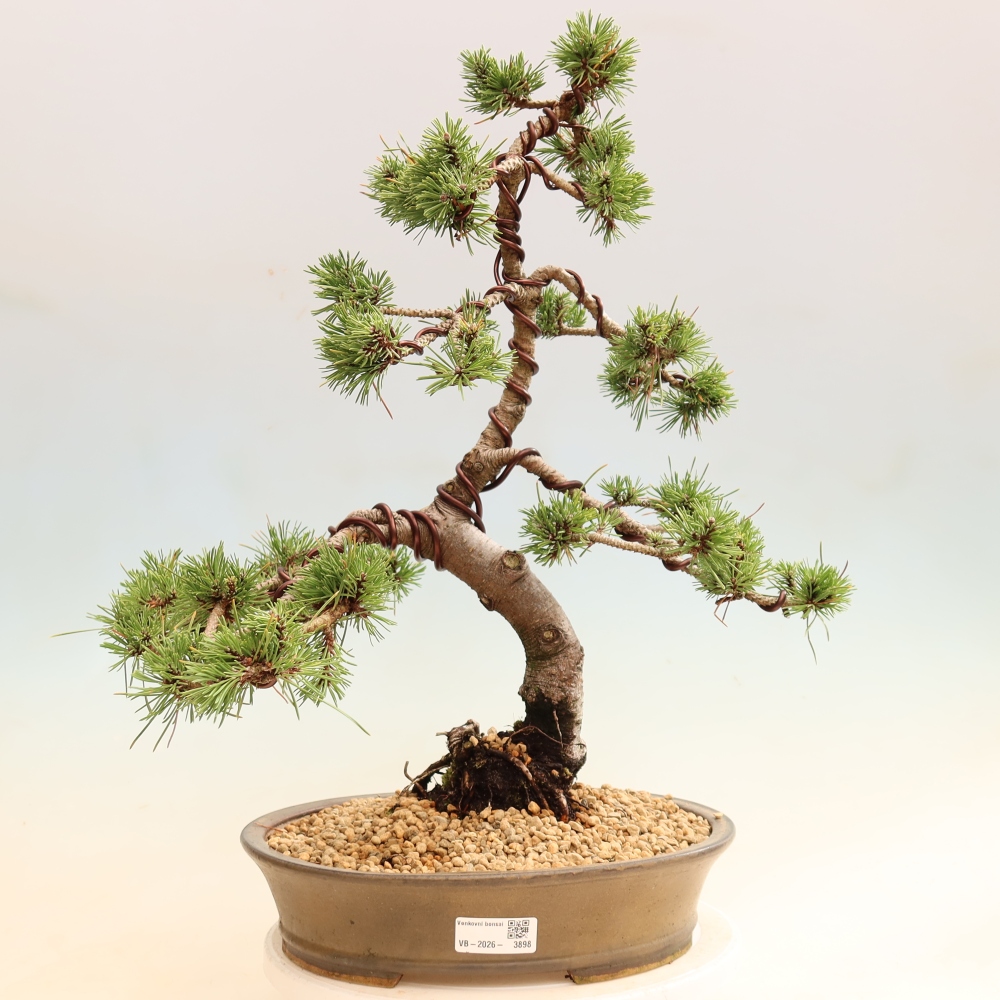 Bonsai für den Außenbereich – Pinus mugo Humpy – Zwergkiefer