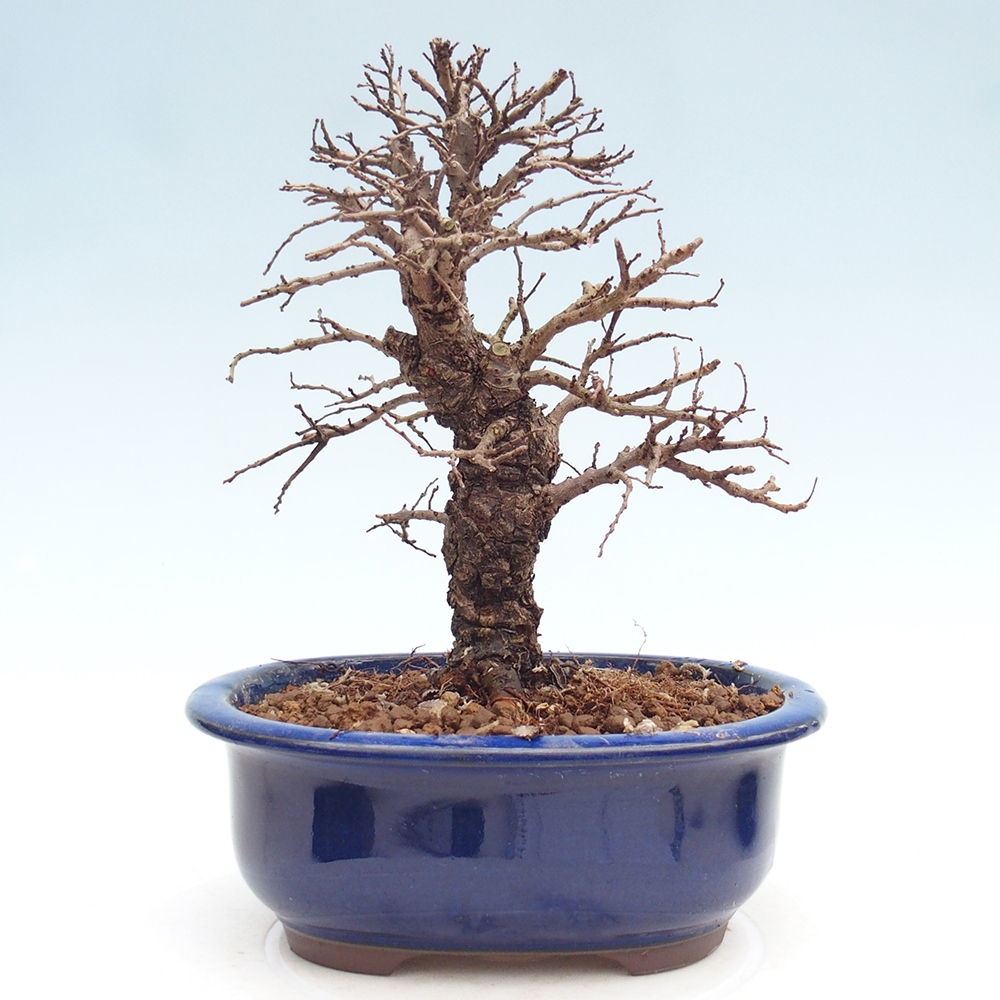 Bonsai für draußen - Zelkova - Zelkova NIRE