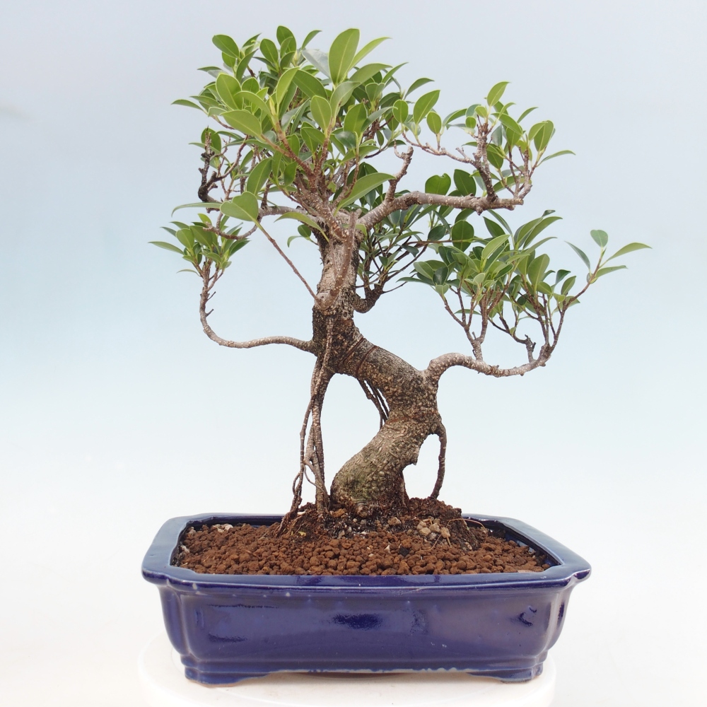 Zimmerbonsai - Ficus kimmen - Kleinblättriger Ficus