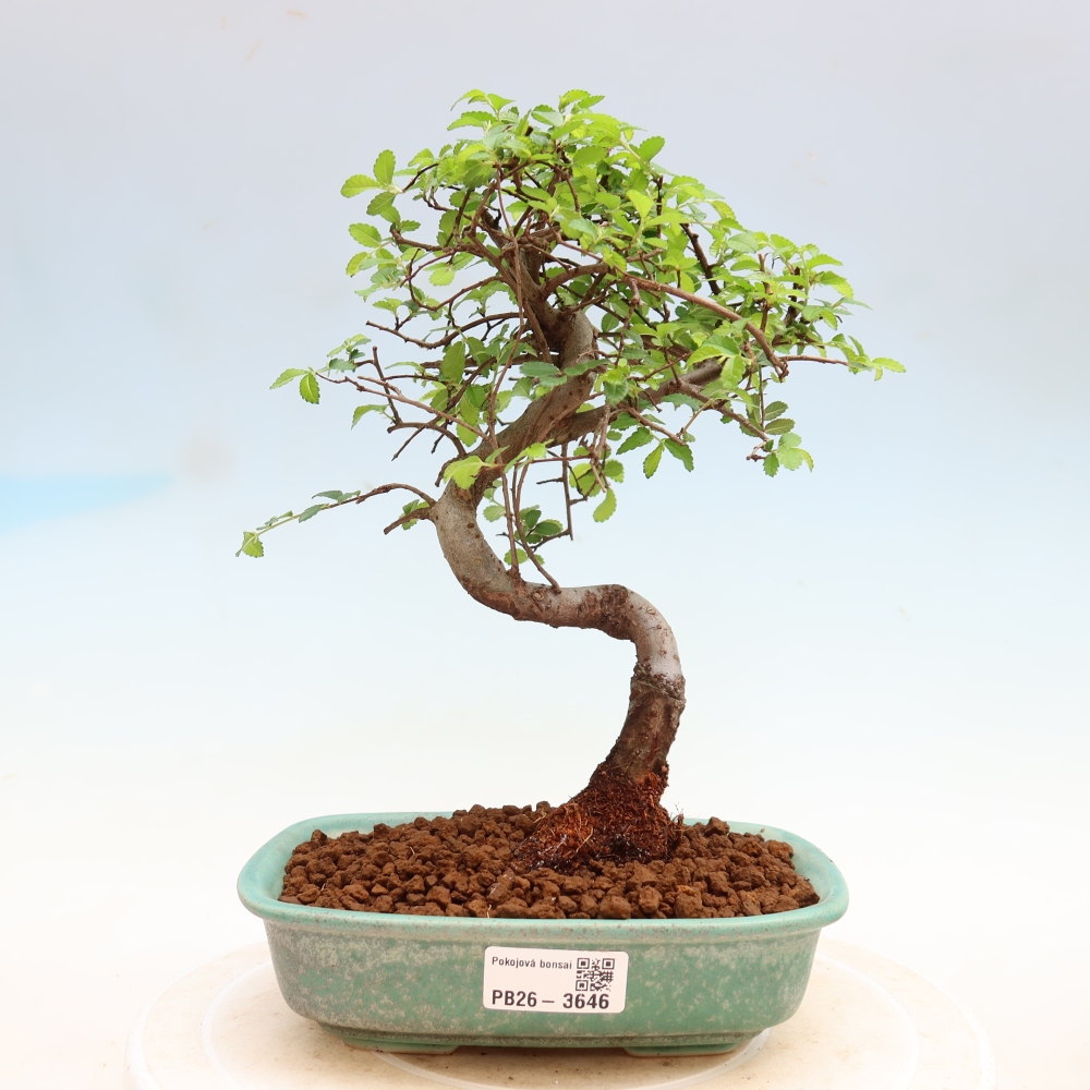 Zimmerbonsai - Ulmus parvifolia - Kleinblättrige Ulme