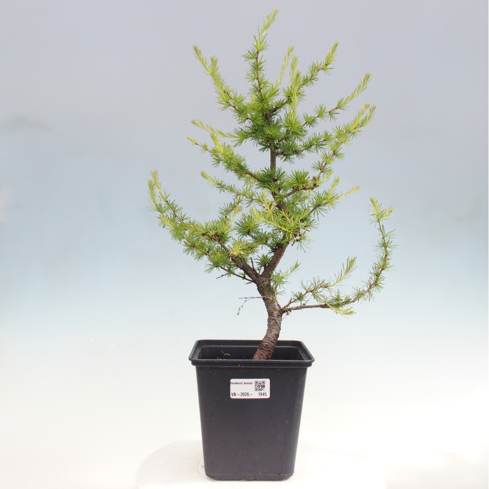 Bonsai für draußen -Larix decidua - Lärche
