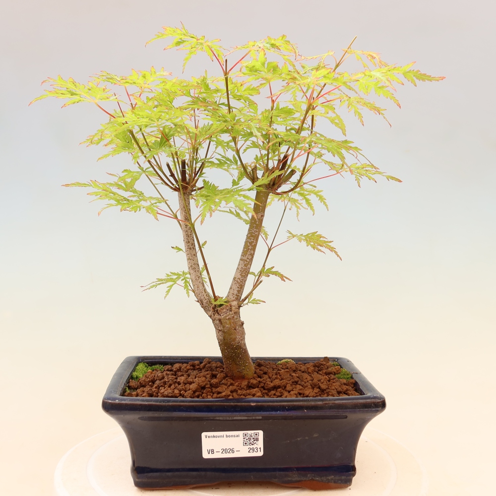 Bonsai für draußen - Acer palmatum Dissectum