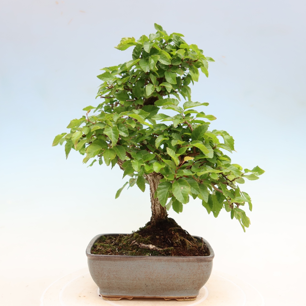 Bonsai für draußen - Karpinus Coreana - Koreanische Hainbuche
