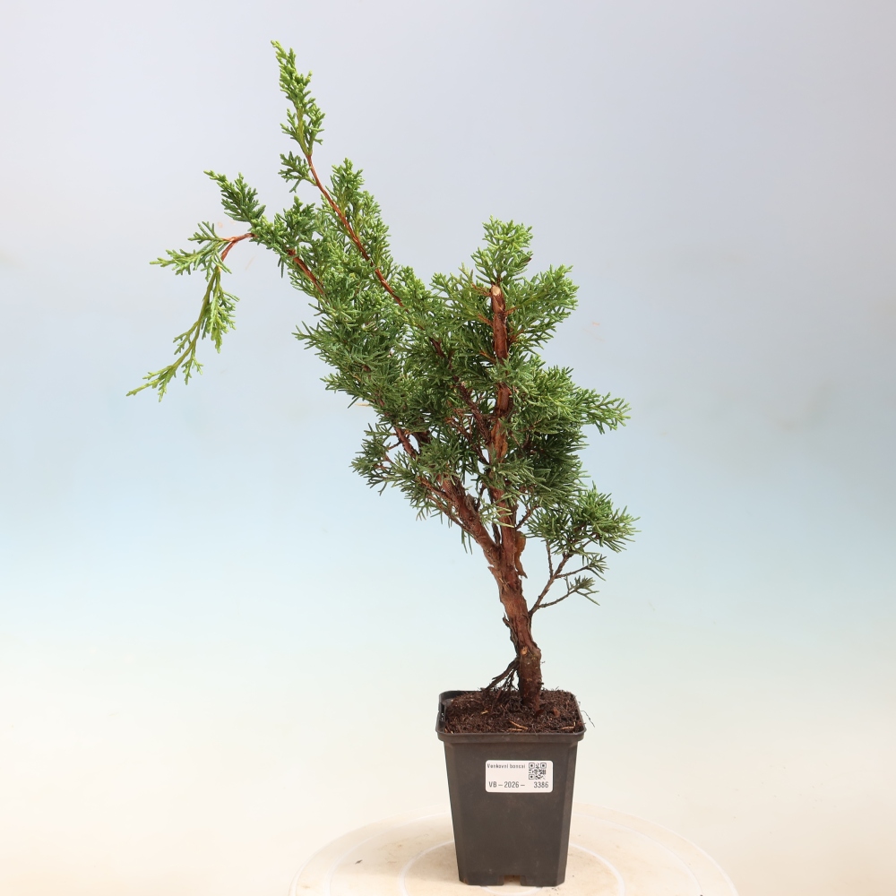 Bonsai für draußen - Juniperus chinensis Kishu