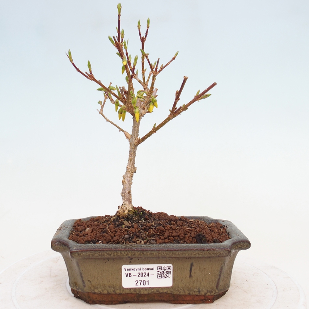 Bonsai für draußen - Zlatice - Forsythia intermedia