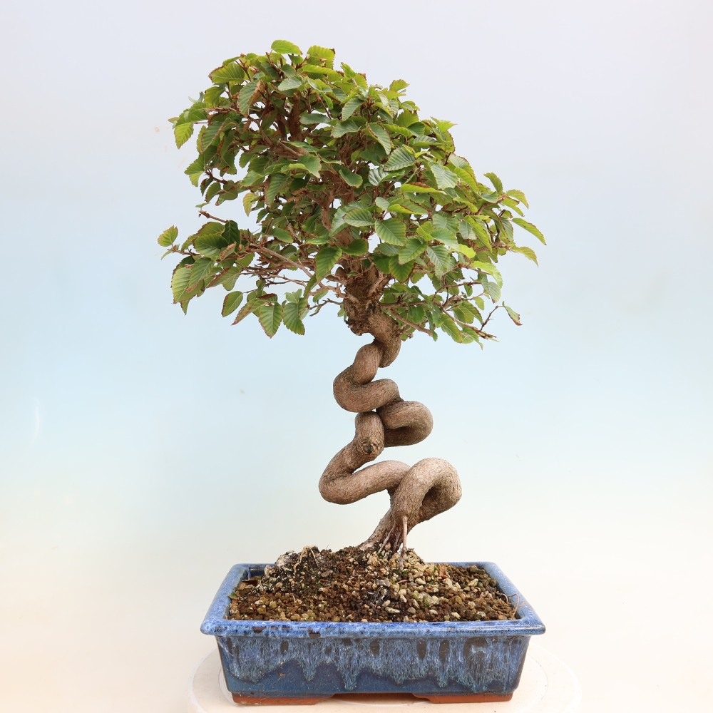 Bonsai für draußen -Carpinus CARPINOIDES - Koreanische Hainbuche