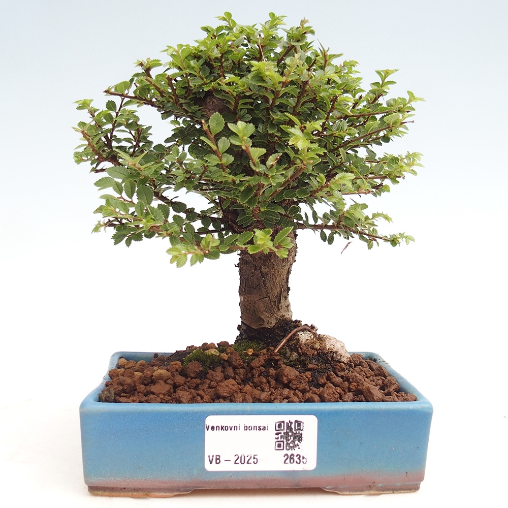 Bonsai für draußen - Ulmus parvifolia Hokkaido - Chinesische Ulme