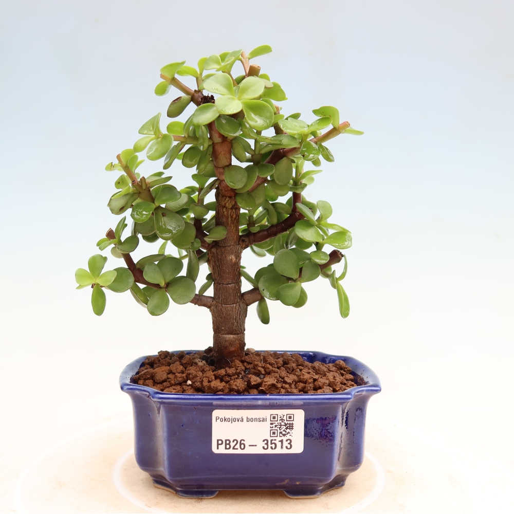 Zimmer Bonsai - Portulakaria Afra - Tlustice