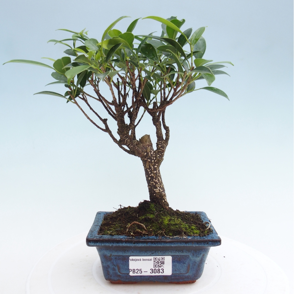 Zimmer Bonsai Ficus retusa kimmen