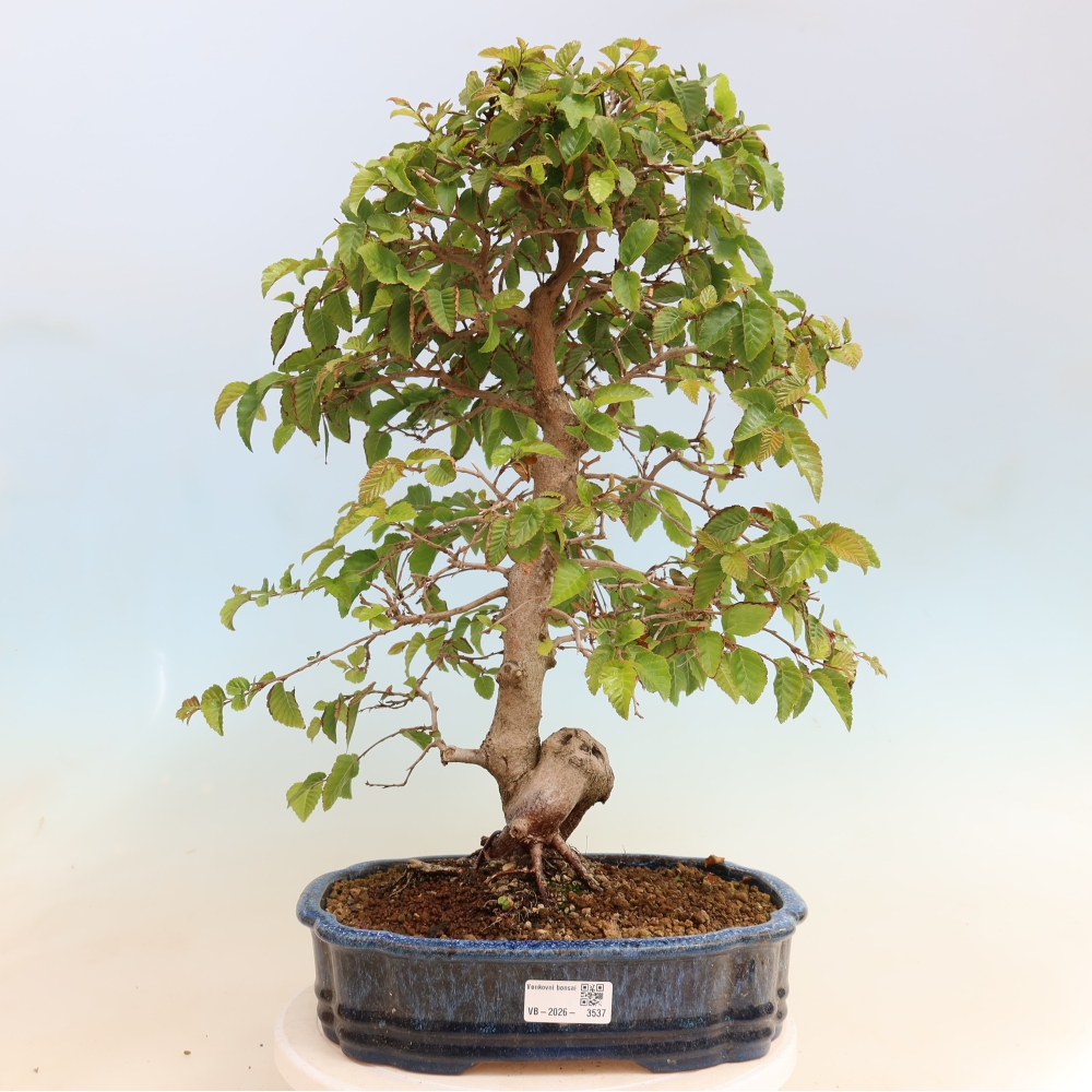 Bonsai für draußen -Carpinus CARPINOIDES - Koreanische Hainbuche
