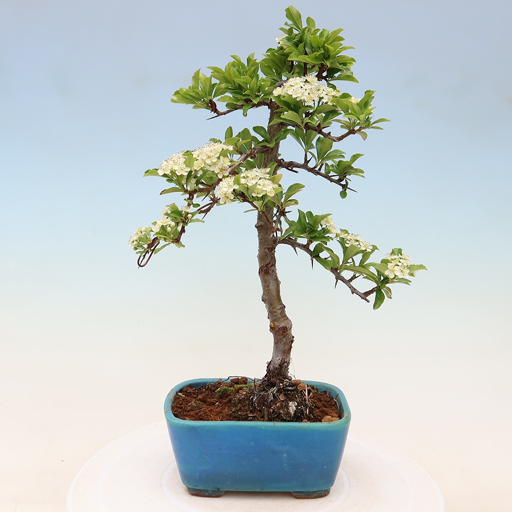 Bonsai für den Außenbereich – Pyracantha teton – Feuerdorn