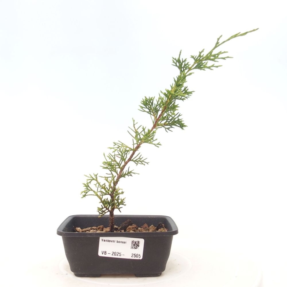 Bonsai für draußen - Juniperus chinensis Itoigawa