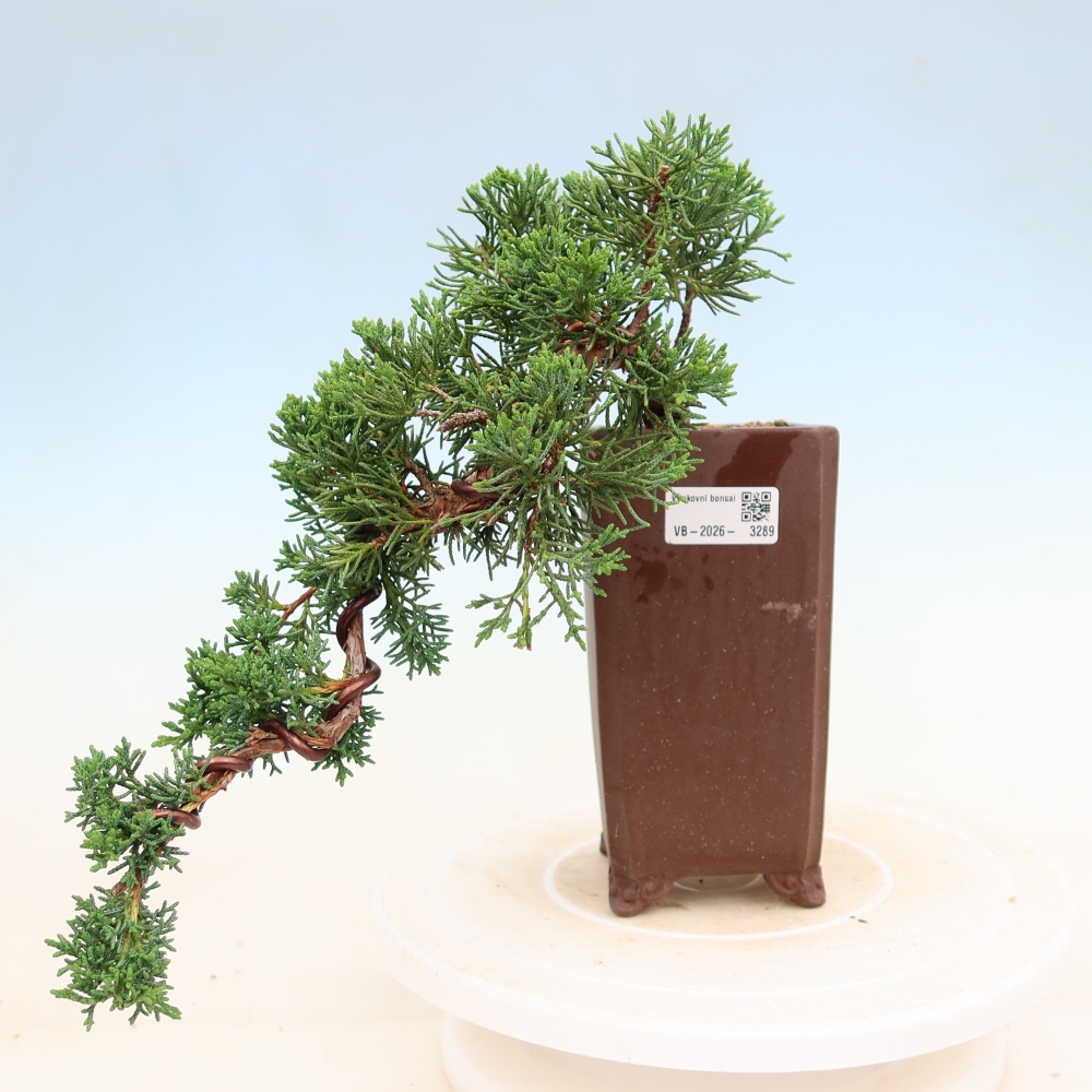 Bonsai für draußen - Juniperus chinensis Kishu