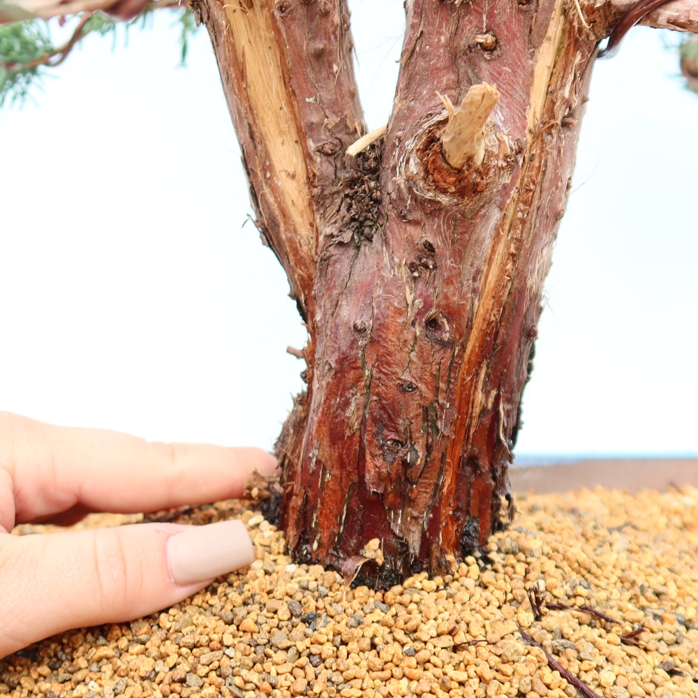 Bonsai für draußen - Juniperus chinensis Kishu