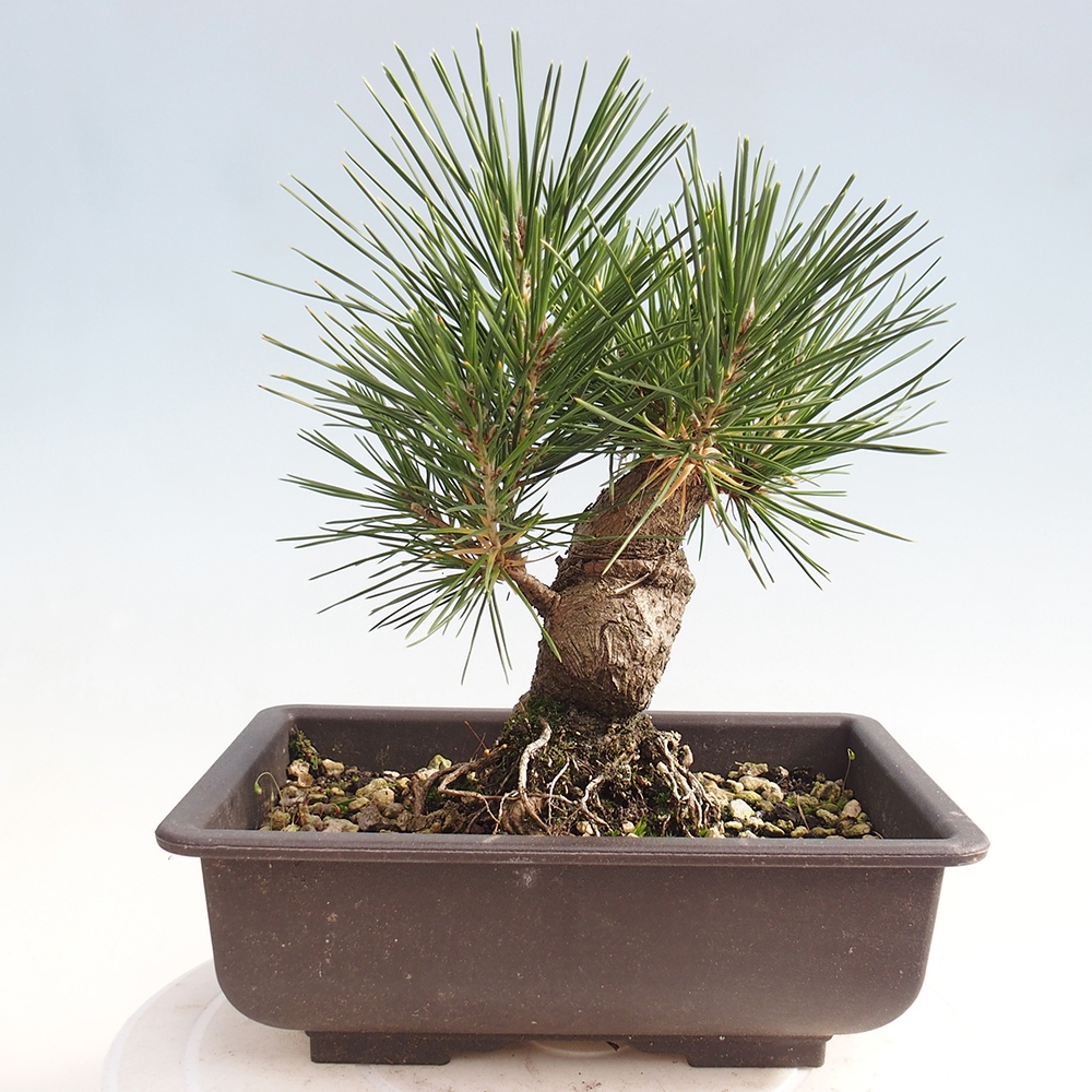 Bonsai für draußen - Pinus thunbergii - Thunberg-Kiefer