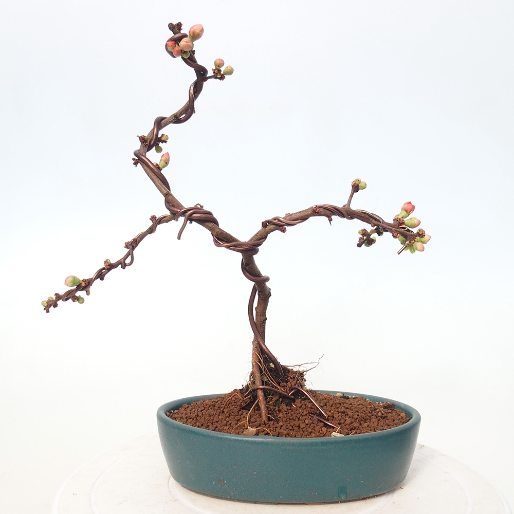 Bonsai für draußen - Chaneomeles s. Red Joy - Quitte