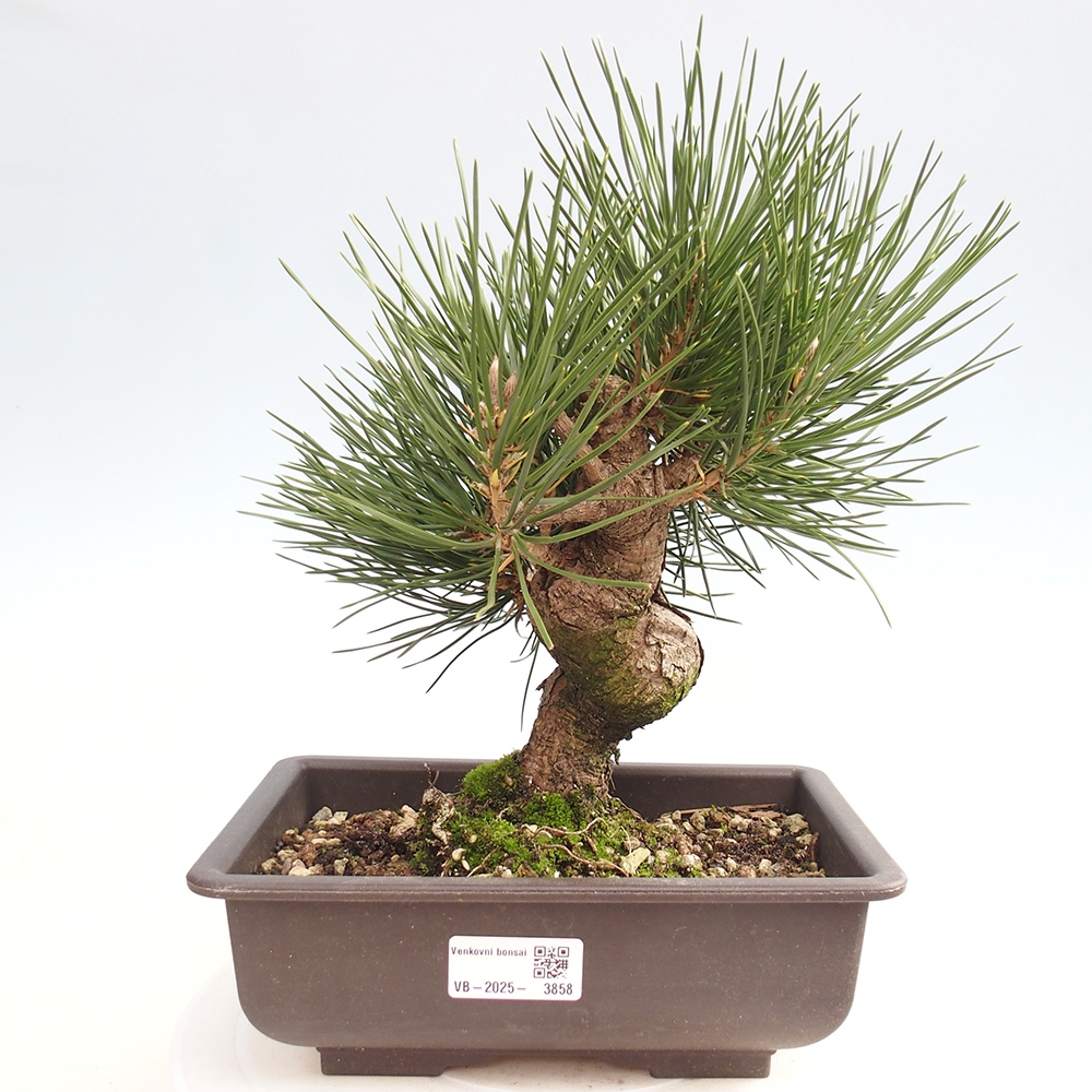 Bonsai für draußen - Pinus thunbergii - Thunberg-Kiefer