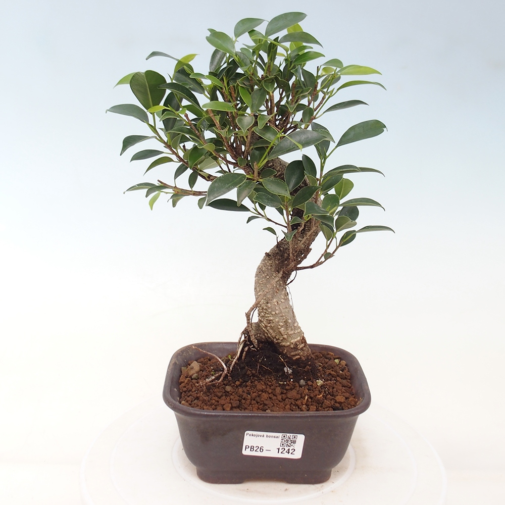 Zimmerbonsai - Ficus retusa - Kleinblättriger Ficus