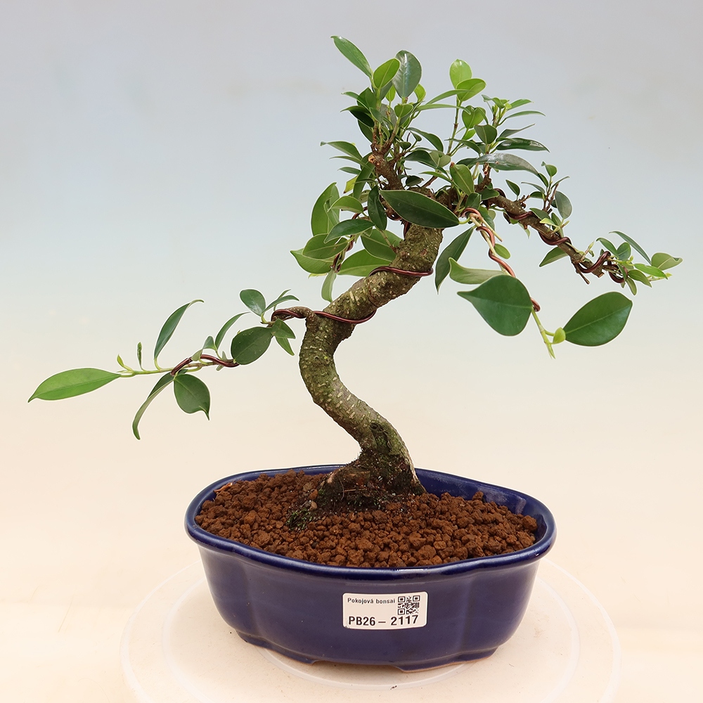 Zimmerbonsai - Ficus retusa - Kleinblättriger Ficus