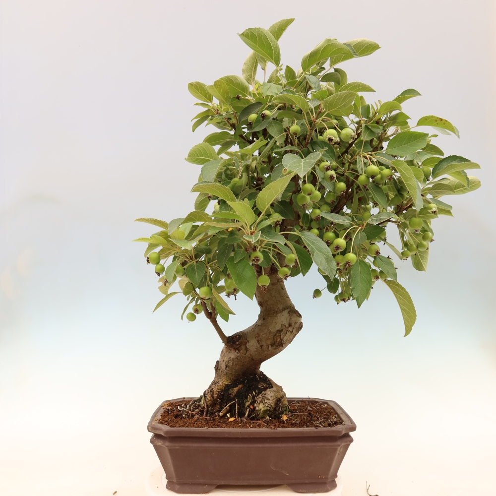 Outdoor-Bonsai -Malus halliana - Kleinfrüchtiger Apfelbaum