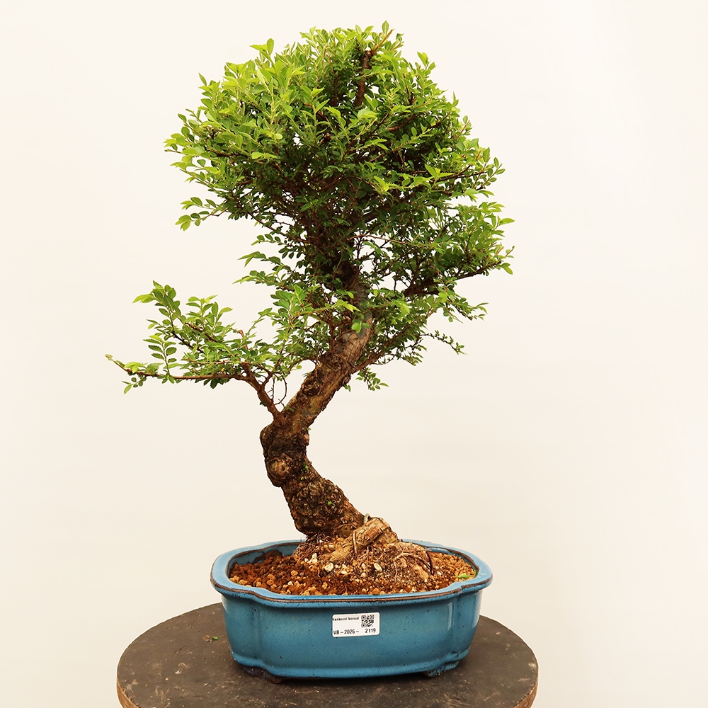 Bonsai für draußen - Zelkova - Zelkova NIRE