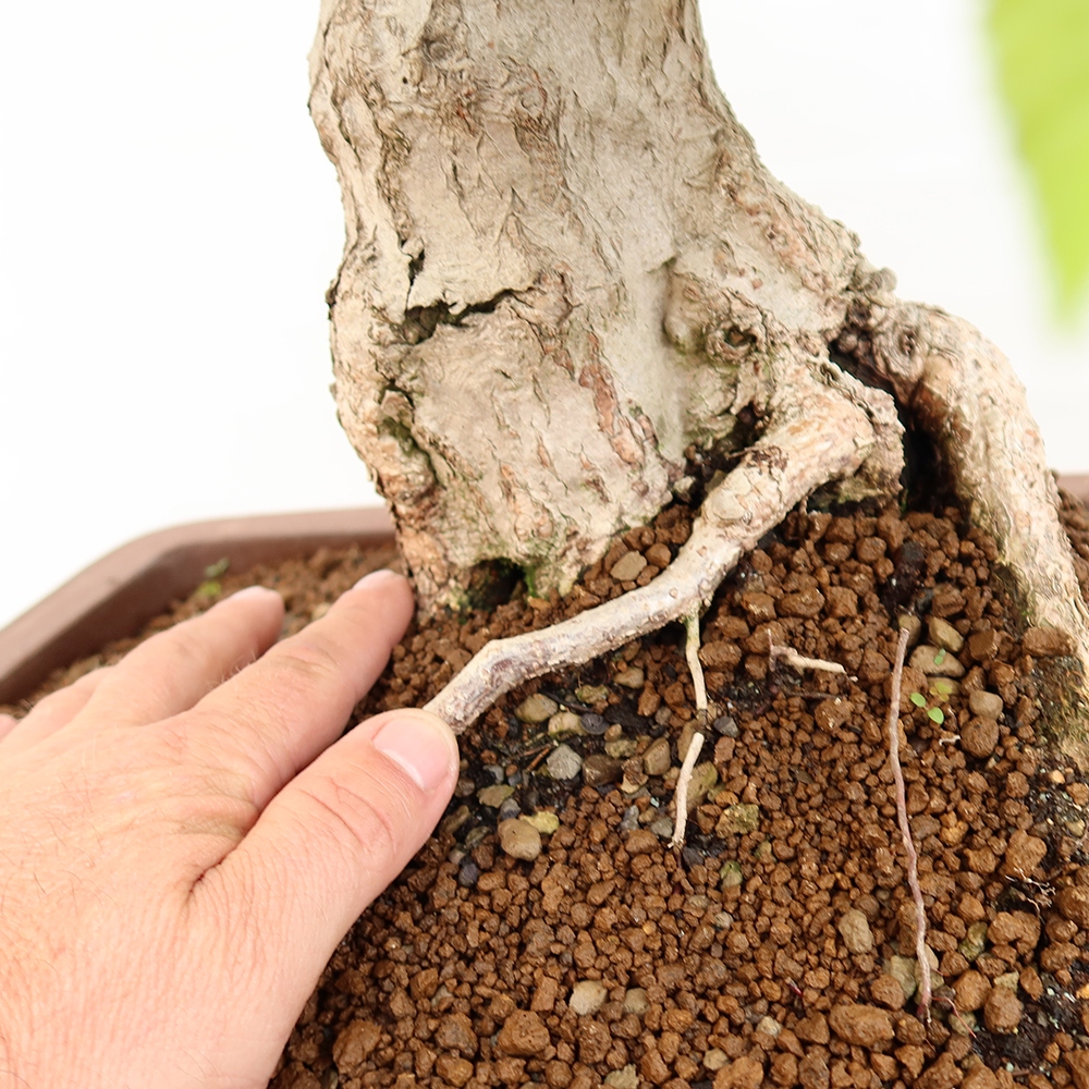 Bonsai für draußen - Karpinus Coreana - Koreanische Hainbuche