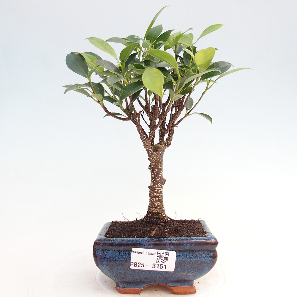 Zimmer Bonsai Ficus retusa kimmen