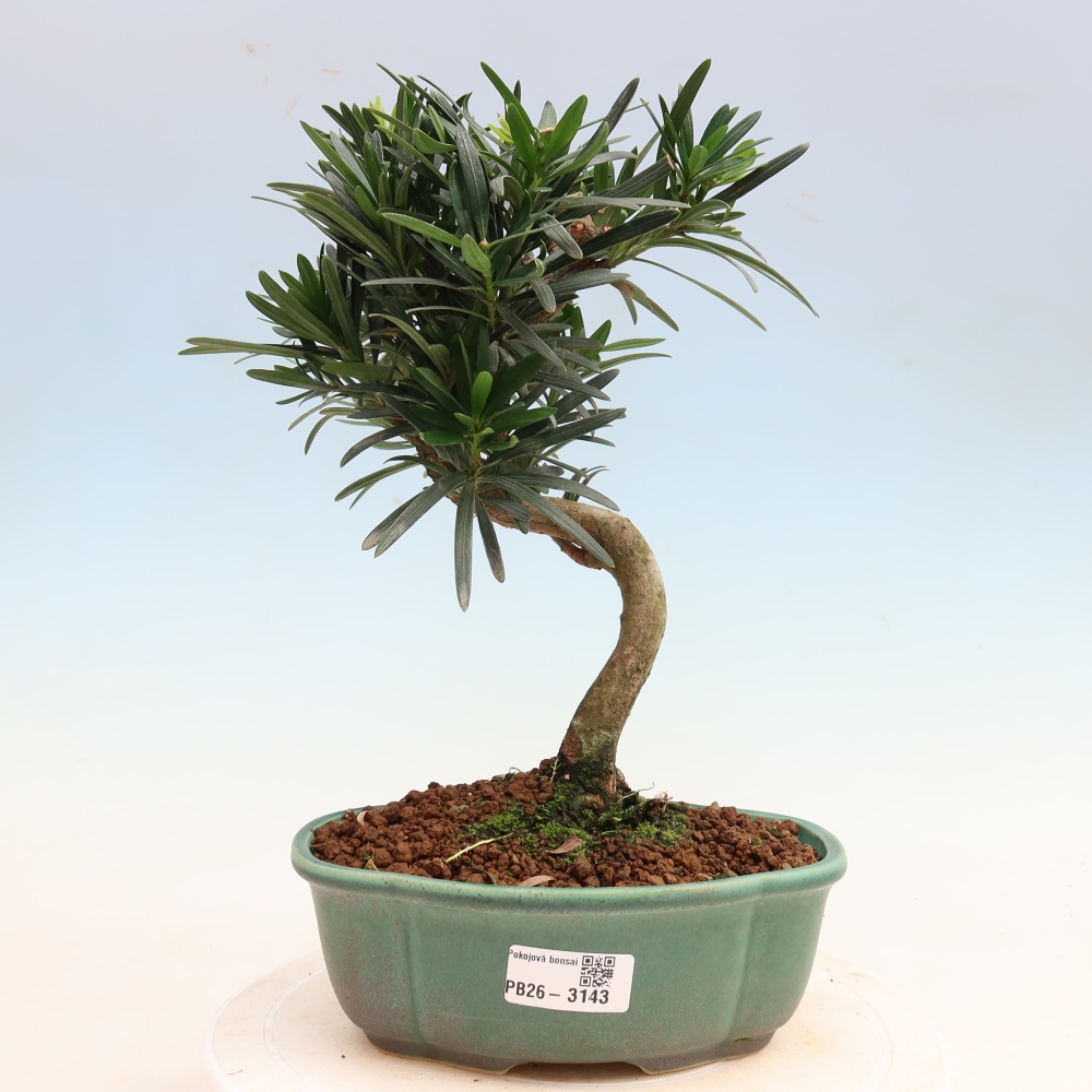 Zimmerbonsai - Podocarpus - Stein-Eibe